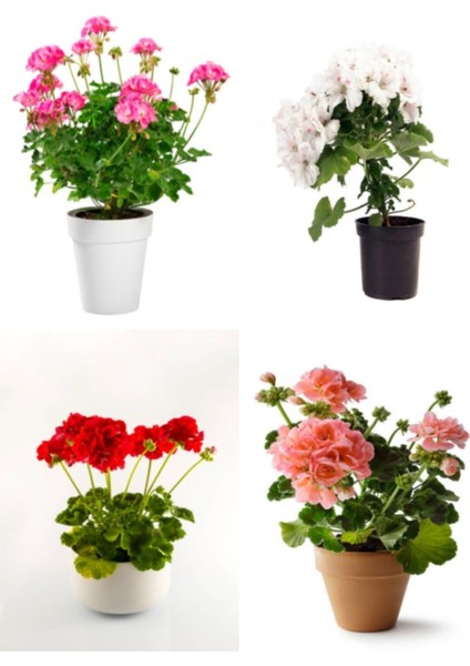 Videolu Özel Seri Sardunya (20 40 Cm) 4 Adet Saksılı Çiçekli Bodur Bitki Pelargonium