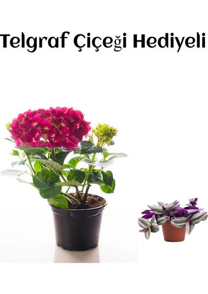 Kadınlar Gününe Özel Fuşya Renk Ortanca Çiçeği Telgraf Hediyeli