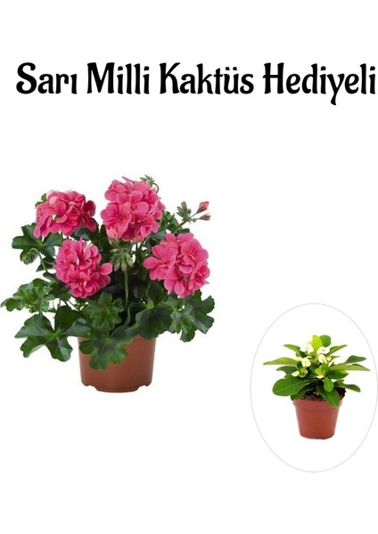 Hediyelik Pembe Sakız Sardunya Çiçeği Fidanı Kadınlar Gününe Özel Sarı Milli Hediyeli