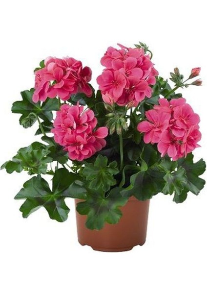 Hediyelik Pembe Sakız Sardunya Çiçeği Fidanı Kadınlar Gününe Özel Sarı Milli Hediyeli fiyatları