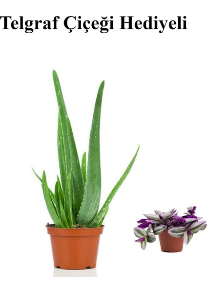 Parlak Dolgun Formlu Aleovera Bitkisi Kadınlar Gününe Özel Telgraf Hediyeli