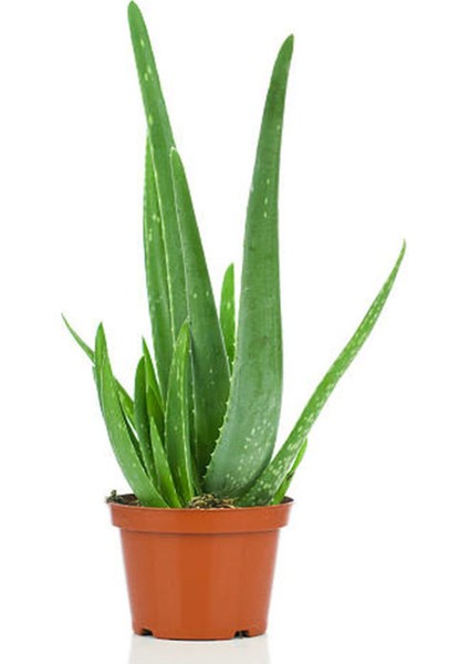 Parlak Dolgun Formlu Aleovera Bitkisi Kadınlar Gününe Özel Telgraf Hediyeli fiyatları