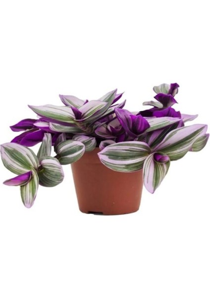 Parlak Dolgun Formlu Aleovera Bitkisi Kadınlar Gününe Özel Telgraf Hediyeli modelleri