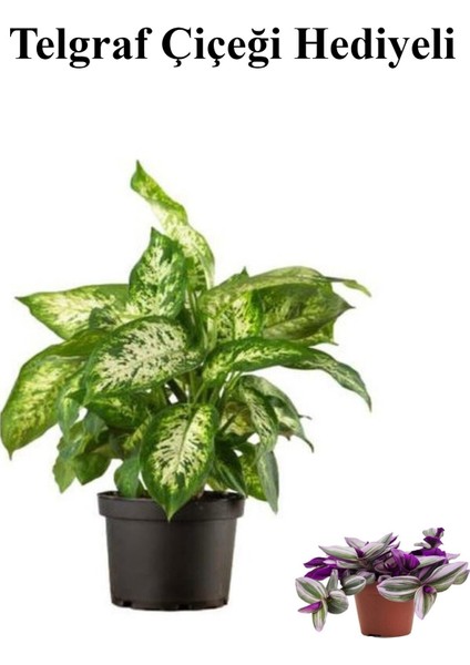 Hediyelik Zarif Yapraklı Difenbahya Bitkisi Kadınlar Gününe Özel Telgraf Hediyeli