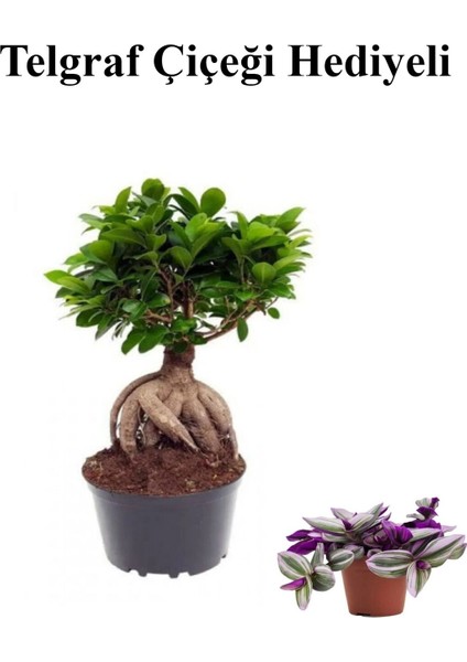 Hediyelik Bonsai Bitkisi Kadınlar Gününe Özel Telgraf Hediyeli