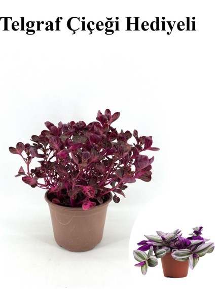 Kadınlar Gününe Özel Çingene Şalvarı|iresine Herbtis Bitkisi Telgraf Hediyeli