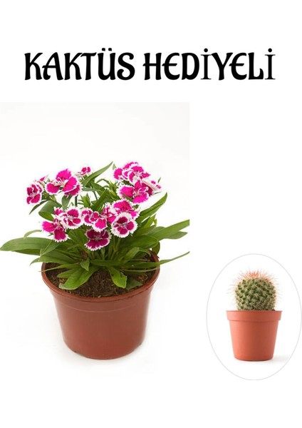 Hediyelik Pembe Renk Çin Karanfili Çiçeği Kadınlar Gününe Özel Kaktüs Hediyeli