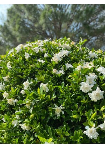 Videolu Gardenya Çiçeği (30 50 Cm)1 Adet Saksılı/ Tüplü Çiçekli Bahçe Bitkisi Balkon Gardenia fiyatları