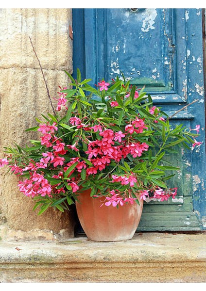 Videolu Pembe Renkli Zakkum Çiçeği Fidanı (40 60CM) Adet Saksılı Dış Mekan Bitkisi Nerium Oleander