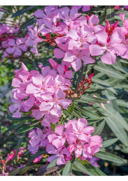 Videolu Pembe Renkli Zakkum Çiçeği Fidanı (40 60CM) Adet Saksılı Dış Mekan Bitkisi Nerium Oleander