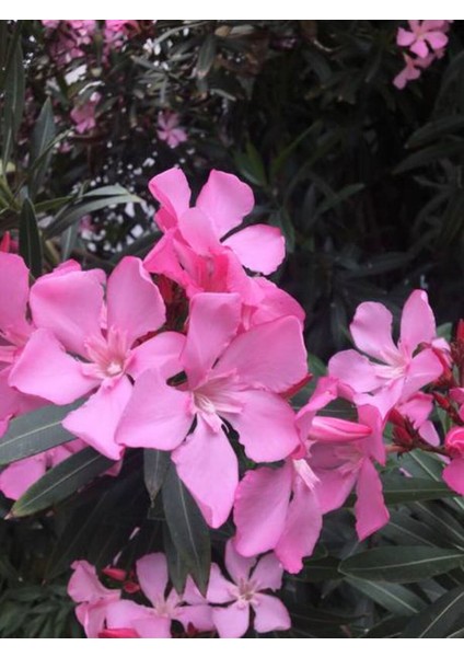 Videolu Pembe Renkli Zakkum Çiçeği Fidanı (40 60CM) Adet Saksılı Dış Mekan Bitkisi Nerium Oleander