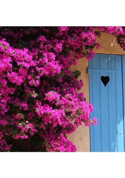 Videolu Pembe Renkli Begonvil Çiçeği Fidanı (70 120 Cm)1 Adet Dış Mekan Süs Bitkisi Bougainvillea