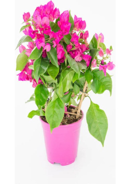 Videolu Pembe Renkli Begonvil Çiçeği Fidanı (70 120 Cm)1 Adet Dış Mekan Süs Bitkisi Bougainvillea