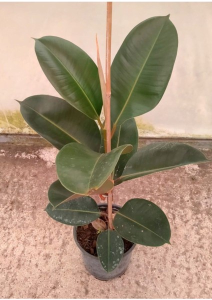 Kauçuk Bitkisi 60-70 cm