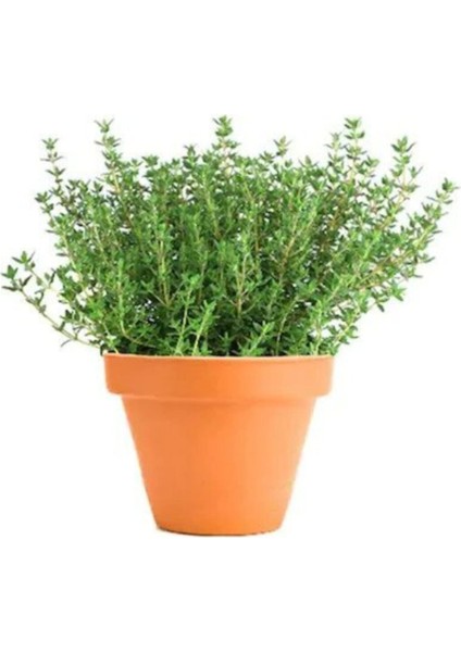 Bol Kokulu Kekik Tohumu (100 Adet) fırsatları