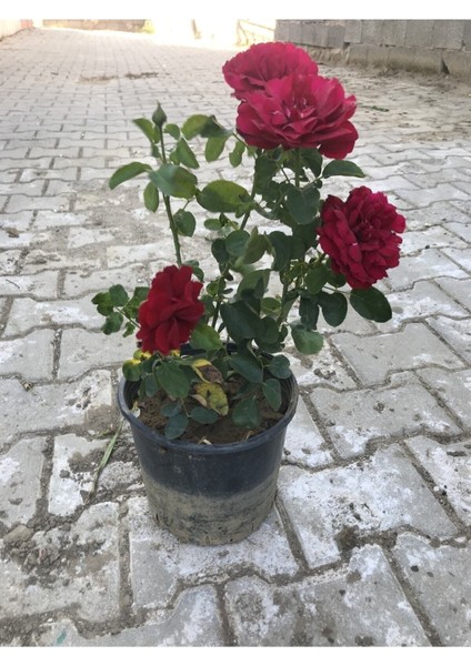 Kırmızı Yediveren Aşılı Gül Fidanı Saksıda Gerçek Resim