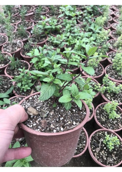 Saksılı Nane Fidanı Fidesi 5 Adet 10-20 cm