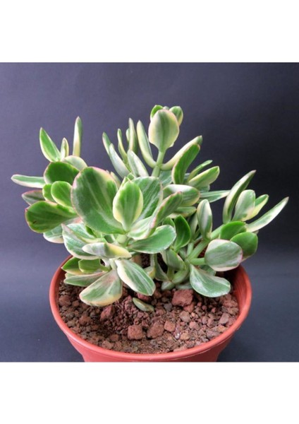 Crassula Ovata Variegata(Para Ağacı) Jade Plant