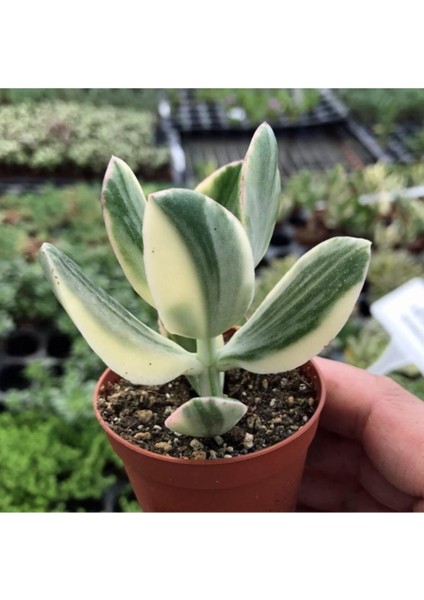 Crassula Ovata Variegata(Para Ağacı) Jade Plant