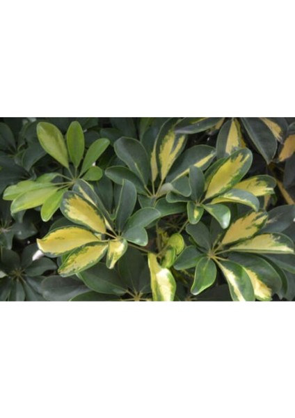 Şeflera-Schefflera Arboricola (Gold Capella)2 Dallı - 90-110CM modelleri