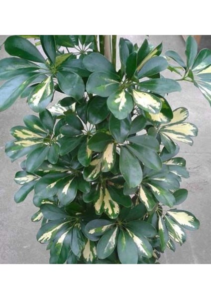 Şeflera-Schefflera Arboricola (Gold Capella)2 Dallı - 90-110CM fırsatları