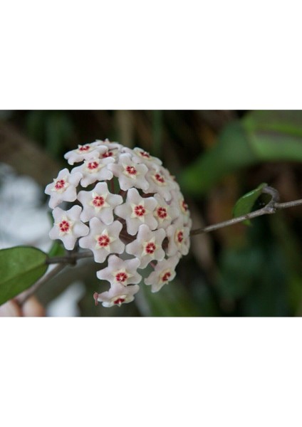 Beyaz Mum Çiçeği Hoya 10 - 15 cm