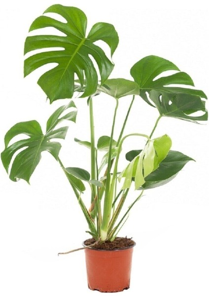 Bitkim Sende Deve Tabanı 60 80 cm Monstera Deliciosa Ev Bitkisi Ofis Bitkisi Salon Bitkisi