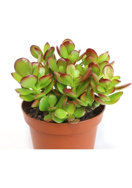 Crassula Ovata, Para Çiçeği, Şans Agaçı Large