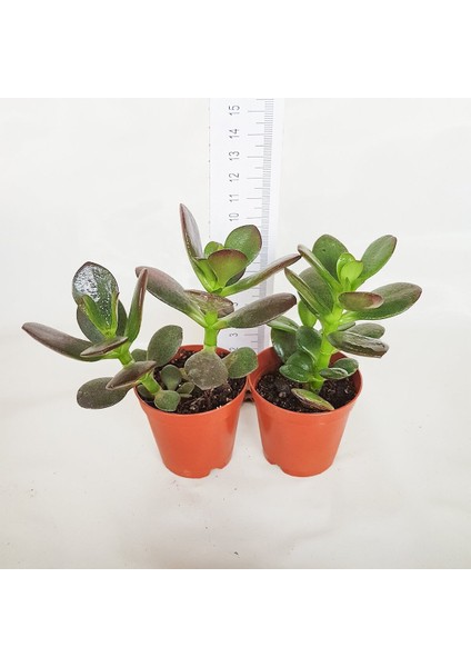 Crassula Ovata, Para Çiçeği, Şans Agaçı Large