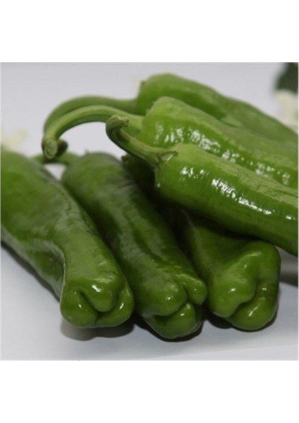 Meşhur Üç Burun Mazamort Biber Tohumu 25 Adet Tohum fiyatları