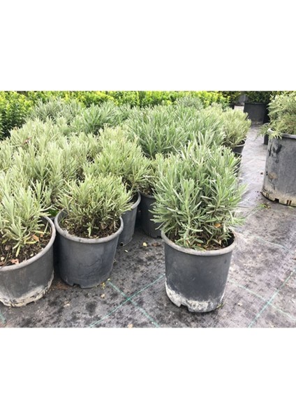 Lavanta Bitkisi , Lavanta Fidanı 20/25 cm Lavanta Kargo Bedava modelleri