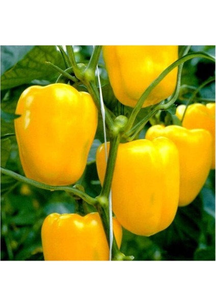 Ithal Nadir Dev Sarı Dolmalık Biber Tohumu 5 Adet Tohum modelleri