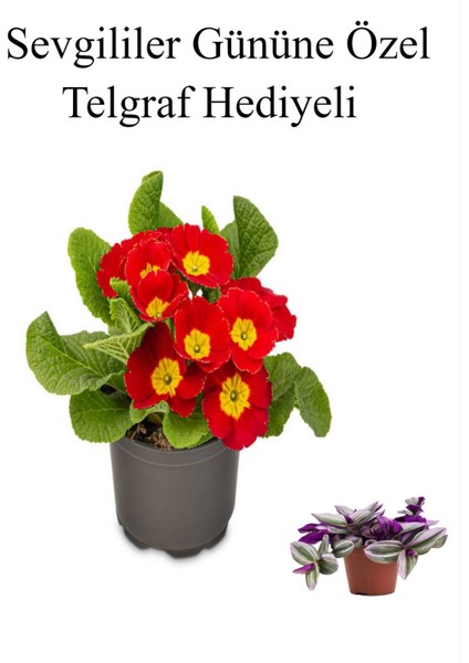 Kadınlar Gününe Özel Kırmızı Renk Çuha Çiçeği Telgraf Hediyeli