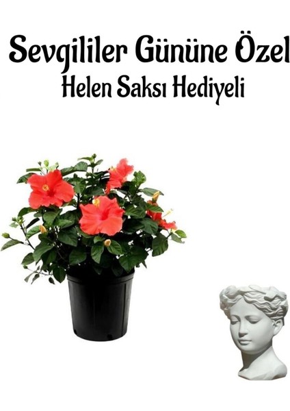 Kadınlar Gününe Özel Hediyelik Kırmızı Japon Gülü Çiçeği Helen Saksı Hediyeli