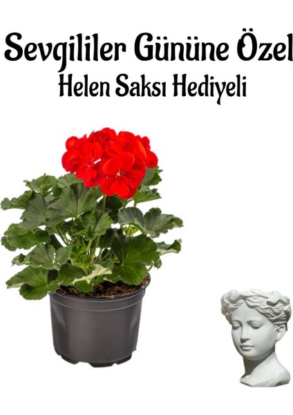 Kadınlar Gününe Özel Kokulu Kırmızı Renk Sardunya Çiçeği Helen Saksı Hediyeli