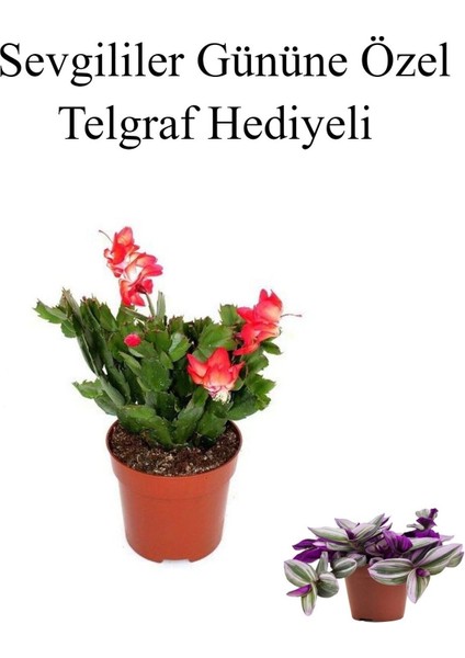 Kadınlar Gününe Özel Kırmızı Renk Yılbaşı Çiçeği Telgraf Hediyeli