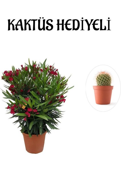 Kırmızı Renk Bodur Zakkum Fidanı Kadınlar Gününe Özel Kaktüs Hediyeli