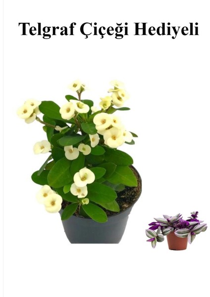 Beyaz Çiçekli Kaktüs Milli Dikenler Tacı Kadınlar Gününe Özel Telgraf Hediyeli