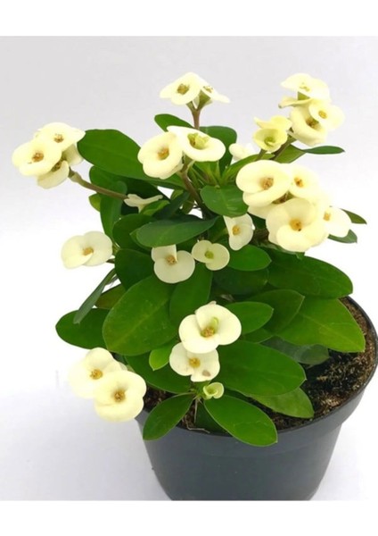 Beyaz Çiçekli Kaktüs Milli Dikenler Tacı Kadınlar Gününe Özel Telgraf Hediyeli fiyatları