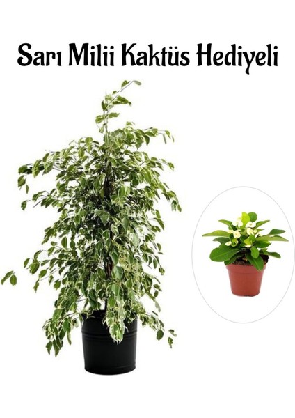 Hediyelik Beyaz Alacalı Benjamin Bitkisi Kadınlar Gününe Özel Sarı Milli Kaktüs Hediyeli