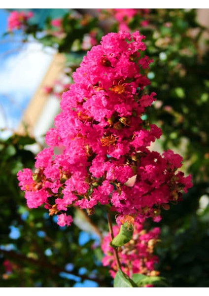 Videolu Pembe Çiçekli Oya Ağacı Fıdanı (30 60 Cm)1 Adet Saksılı Dış Meka Lagerstroemia Indica
