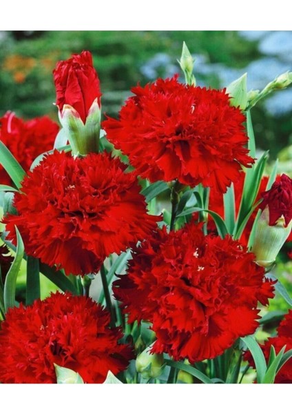 Videolu 1 Adet Mis Kokulu Kırmızı Karanfil Çiçeği Fidanı 15-30 cm Tüplü Çiçekli Bitki Carnation