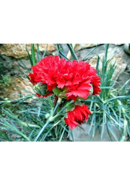 Videolu 1 Adet Mis Kokulu Kırmızı Karanfil Çiçeği Fidanı 15-30 cm Tüplü Çiçekli Bitki Carnation