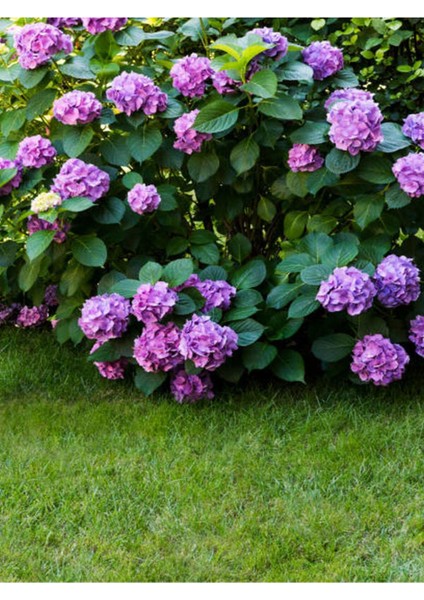 Videolu Mor Ortanca (80 100 Cm)1 Adet Sakksılı Çiçekli Bahçe Bitkisi Hydrangea Macrophylla