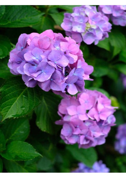 Videolu Mor Ortanca (80 100 Cm)1 Adet Sakksılı Çiçekli Bahçe Bitkisi Hydrangea Macrophylla