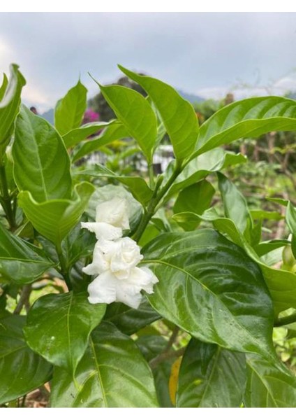 Videolu Kokulu Ful Yasemin (70 120 Cm)1 Adet Saksılı Çiçekli Bahçe Bitkisi Jasminum