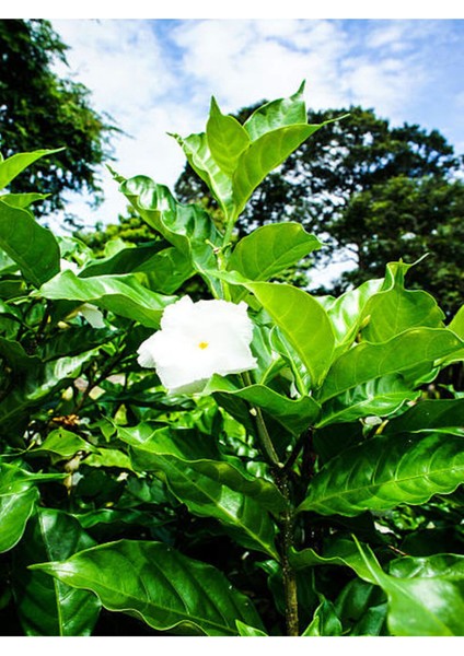 Videolu Kokulu Ful Yasemin (70 120 Cm)1 Adet Saksılı Çiçekli Bahçe Bitkisi Jasminum