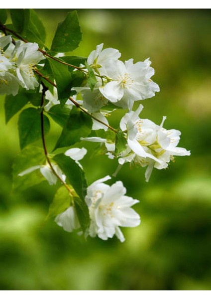 Videolu Kokulu Ful Yasemin (70 120 Cm)1 Adet Saksılı Çiçekli Bahçe Bitkisi Jasminum