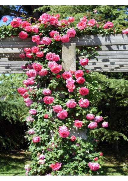 Videolu Pembe Sarmaşik Çardak Gülü (70 120 Cm)1 Adet Saksılı Dış Mekan Sarmaşık Wisteria