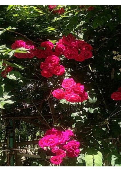 Videolu Pembe Sarmaşik Çardak Gülü (70 120 Cm)1 Adet Saksılı Dış Mekan Sarmaşık Wisteria